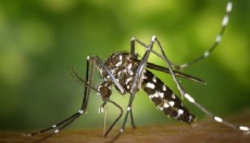 Ateşli hastalığa neden olan sivrisinek türü, Avrupa’da yayılıyor