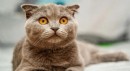 British Shorthair Fiyat Skalası: 2025 Güncel Fiyatlar ve Etkileyen Faktörler