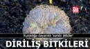 Diriliş bitkileri: Kuraklığa dayanıklı 'zombi bitkiler'