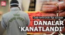 Gıda teröründe ifşa sürüyor: Danalar 'kanatlandı'