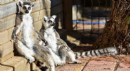 Lemurların kış rutini, güneşi selamlamak