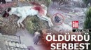 Sokak köpeğini öldürdü, itiraf etti, serbest kaldı