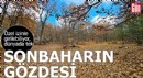 Sonbaharın gözdesi orman; dünyada tek