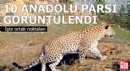 Türkiye'de 10 Anadolu parsı görüntülendi