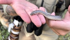 Türkiye'deki tek boa yılan türü Antalya'da görüntüledi