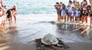 Yaralı 2 caretta caretta tedavi sonrası denize bırakıldı