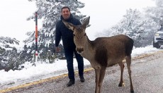 Yolda karşılarına çıkan kızılgeyiği beslediler