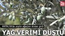 Zeytin ağacı kurak yazda strese girdi, yağ verimi düştü